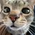 Shari Bernstein Weiss's profile image