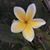 Susan Saylor's profile image