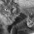 Tracy Skipper Silver's profile image