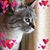 Tiger Lily's profile image