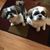 Sue Saucier's profile image