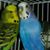 Maureen Coohill Giandinoto's profile image