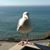 Sheryl Campman's profile image