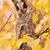 Diana Zimmer's profile image