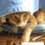 Ruth Boettcher's profile image