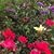 Loralee Robin Ballas's profile image