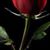 Aysecık Drcn's profile image