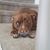 Stacy Brown's profile image