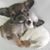 Carol Johnson's profile image