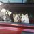 Sharon Caudill's profile image
