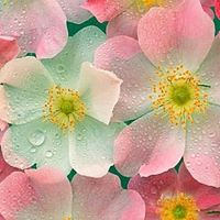 Evelyn Newber's profile image
