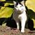 Sharon Kiss's profile image