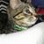 Sheila Klass's profile image