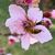 Carla Vaughn Hanks's profile image