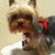 Lorrie Jones's profile image