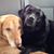 Chris Shim-Shim Skowronski's profile image