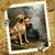 Nicholas Mulligan's profile image