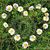 Cindy Barrosse Rowe's profile image