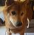 Lenore Amoroso's profile image