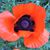 Daisy Meadow's profile image