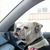 Nicole Caruso Fergiedog's profile image