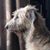 Shannon Dalton's profile image
