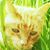 Artimus Catikiss's profile image