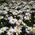 West Olive Nursery / Olive Branch Plant Center's profile image
