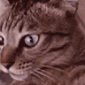 Sharie S.'s profile image