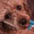 Debbie Brooks's profile image