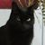 Joanne Kicken's profile image