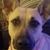 Dorine Shaner's profile image