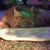 Mindy Sue Lott's profile image