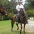 Carlos Perez's profile image