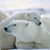 Lisa Acton-Burington's profile image