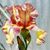 Jodi Green's profile image