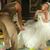 Samantha McNiel's profile image