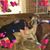 Roberta L Hirst's profile image