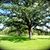 Lizbeth Erickson-Getman's profile image
