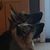 Laura L. Green's profile image
