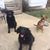 Tracey Spangenberg Dixon's profile image