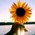 Karen Trach-Persson's profile image