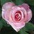 Laura Collins Abihider's profile image