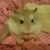 Taylor Hampton's profile image