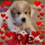 Debbie Kuckelman McLaughlin's profile image