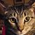 Nancy Cerulo's profile image
