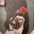 Jean A. Marcelli's profile image
