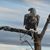 Sheri Boyman's profile image