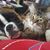 Amandah Gustafson's profile image