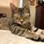 Heather Ganly Amundson's profile image